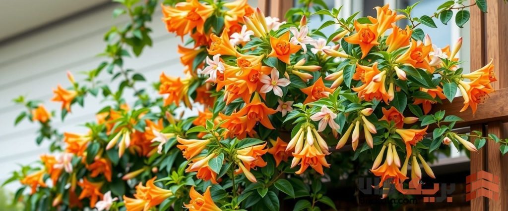 گل عسل: رنگی و خوشبو برای فضاهای باز