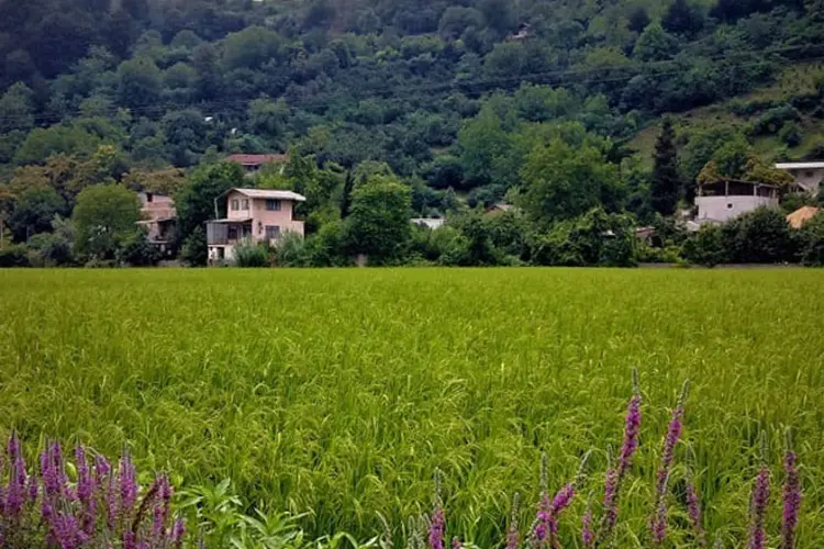 خرید آجر نسوز در چمستان | بهترین انتخاب برای نمای ساختمان در اقلیم مرطوب شمال