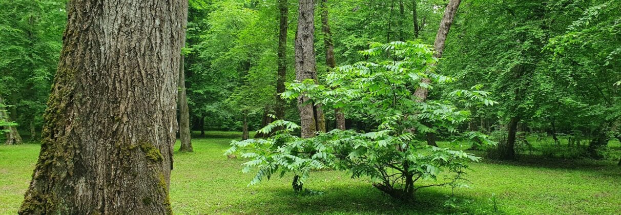 خرید آجر نما در چمستان | انتخابی هوشمندانه برای معماری شمال