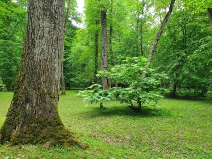 خرید آجر نما در چمستان | انتخابی هوشمندانه برای معماری شمال